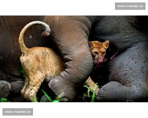 斗狗比赛背后隐藏的暴力与伦理困境：一场残酷竞技与动物保护的较量