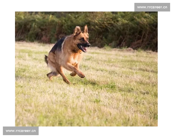 比赛犬的训练与选拔：如何提高犬只竞技表现与赛场竞争力